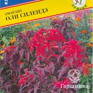 

Амарант Оли Сплендэ 25 шт, Семена Престиж