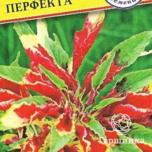 

Амарант Перфекта 25 шт, Семена Престиж