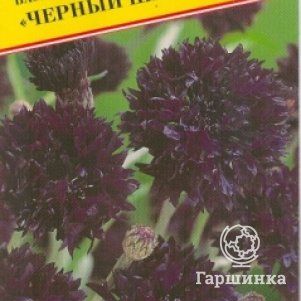 Василек Черный шар синий махровый 10 шт, Семена Престиж