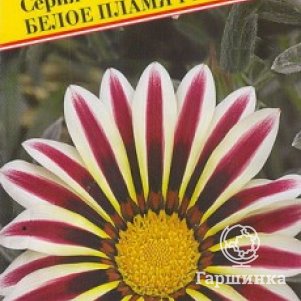 

Гацания Белое пламя F1 Кисс 5 шт, Семена Престиж