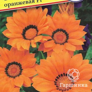 

Гацания Оранжевая F1 Кисс 5 шт, Семена Престиж