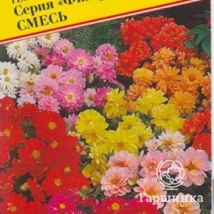 

Георгина Фигаро Смесь гибридная 7 шт, Семена Престиж