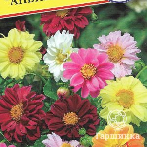 

Георгина Анвинс изменчивая 20 шт, Семена Престиж