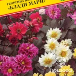 

Георгина Блади Мари изменчивая 20 шт, Семена Престиж