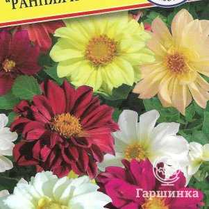 

Георгина Ранняя пташка изменчивая 20 шт, Семена Престиж