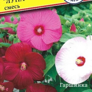 

Гибискус Луна Смесь болотный 3 шт, Семена Престиж