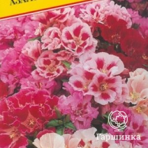 

Годеция Азалиецветковая 0,1 г, Семена Престиж