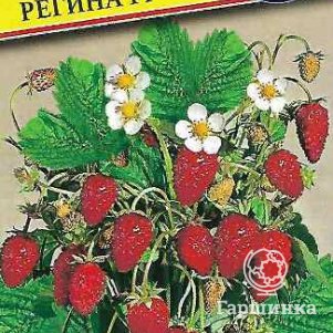 

Земляника Регина альпийская F1 0,5 г, Семена Престиж