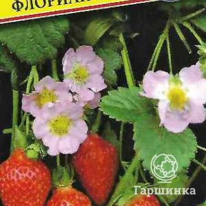 Клубника Флориан F1 ремонтантная крупноплодная 5 шт Семена Престиж 161₽