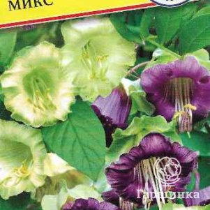 Кобея лазающая Микс 5 шт Семена Престиж 59₽