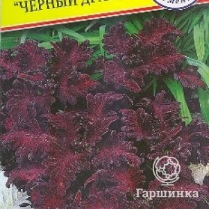 

Колеус Черный дракон F1 10 шт, Семена Престиж