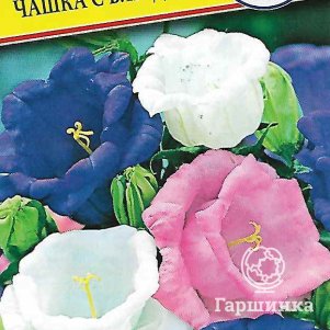 

Колокольчик Чашка с блюдцем смесь средний 0,1 г, Семена Престиж