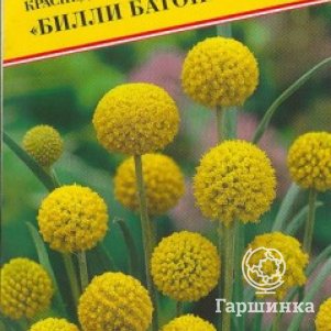 Краспедия Билли Батон шаровидная 10 шт Семена Престиж 40₽