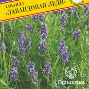 Лаванда Лавандовая леди 0,01 г, Семена Престиж