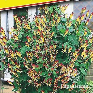 Мина лобата 02 г Семена Престиж 28₽