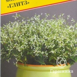 

Молочай Глитз F1 злаковый 10 шт, Семена Престиж