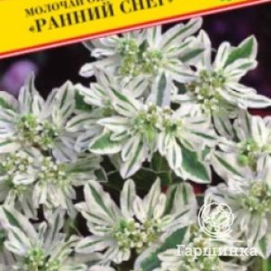 

Молочай Ранний снег окаймленный 10 шт, Семена Престиж