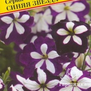 Петуния Синяя звезда F1 ампельная (серия Лавина) 10 др, Семена Престиж