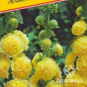 Шток-роза Мажоретта Желтая 0,2 г, Семена Престиж