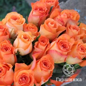 

Роза Кингс Дей