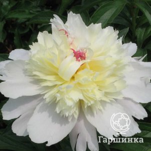 

Пион Золотой Омут желтый