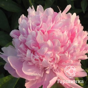 

Пион Гора Фуши розово-голубой