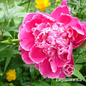 Пион Утренний Иней красный