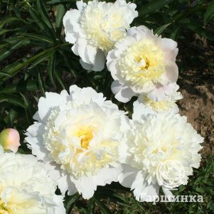 Пион Золотой Ореол белый