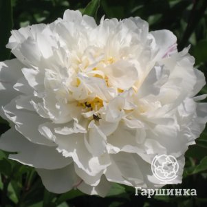 

Пион Поющий Источник белый