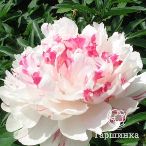 

Пион Нефритовый Дракон многоцветный