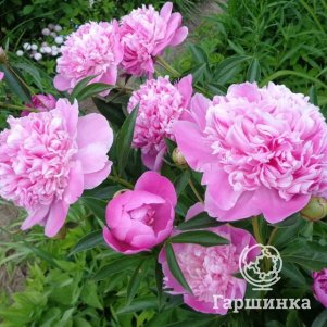 

Пион Летящий Журавль розово-голубой