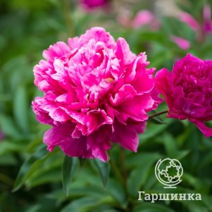 Пион Пурпурный Феникс темно-красный 520₽