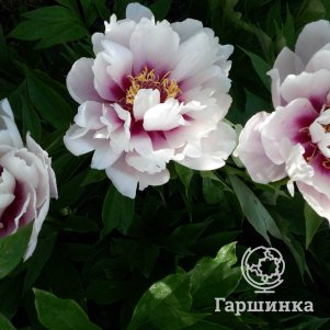 

Пион Клариус