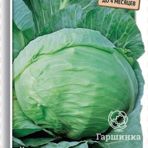 

Капуста Харьковская зимняя белокочанная 0,5 г, Семена Поиск