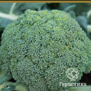 Брокколи Фортуна (А) 0,5 г, Семена Поиск