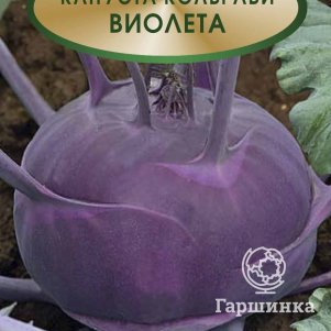 

Кольраби Виолета 0,5, Семена Поиск