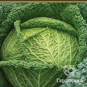 

Савойская капуста Уралочка (А) 0,5 г, Семена Поиск