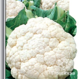 Цветная капуста Гарантия 0,5 г, Семена Поиск