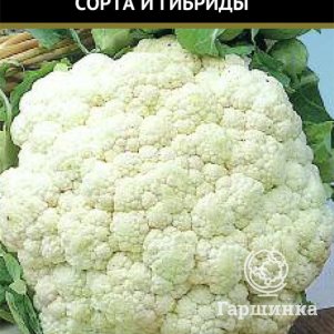 Цветная капуста Дачница 05 г Семена Поиск 29₽