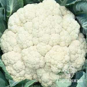 Цветная капуста Парижанка 0,5 г, Семена Поиск