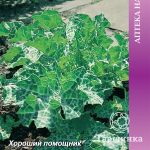

Расторопша Дебют пятнистая 0,5 г, Семена Поиск