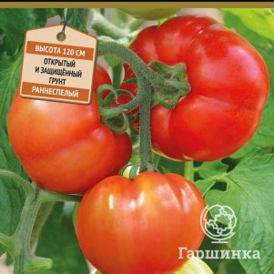 

Томат Изящный F1 (А) 12, Семена Поиск