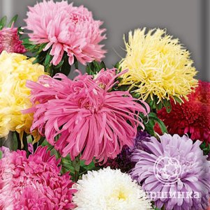 

Астра Смесь сортов 0,5 г, Семена Поиск