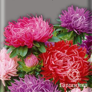 Астра Жар-птица 0,3 г, Семена Поиск