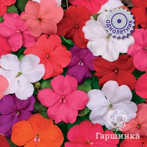 

Бальзамин Баланс Микс 10, Семена Поиск