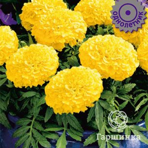 

Бархатцы Антигуа Голд 15 прямостоячие, Семена Поиск