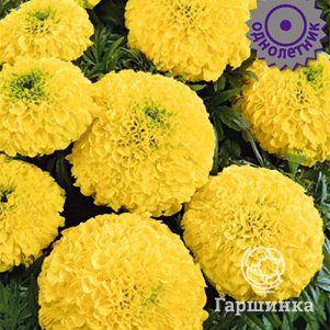 

Бархатцы Антигуа Примроуз 15 прямостоячие, Семена Поиск