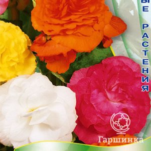 

Бегония Версальская история 15 клубневая, Семена Поиск