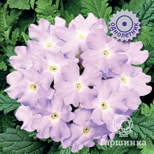 

Вербена Кварц Сильвер 10, Семена Поиск