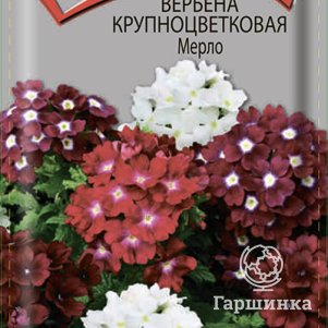 

Вербена Мерло 10 крупноцветковая , Семена Поиск